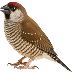 Plum-headed Finch